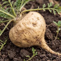 Maca Root Extract